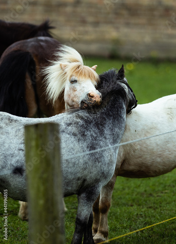 horse and foal