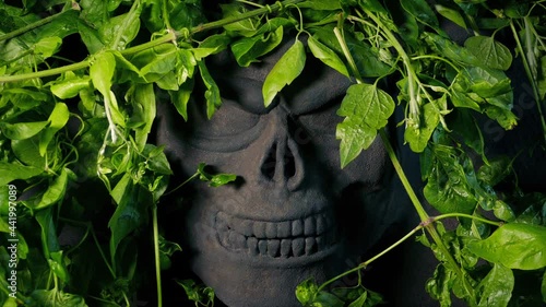 Skull Rock Carving Revealed Behind Jungle Foliage photo