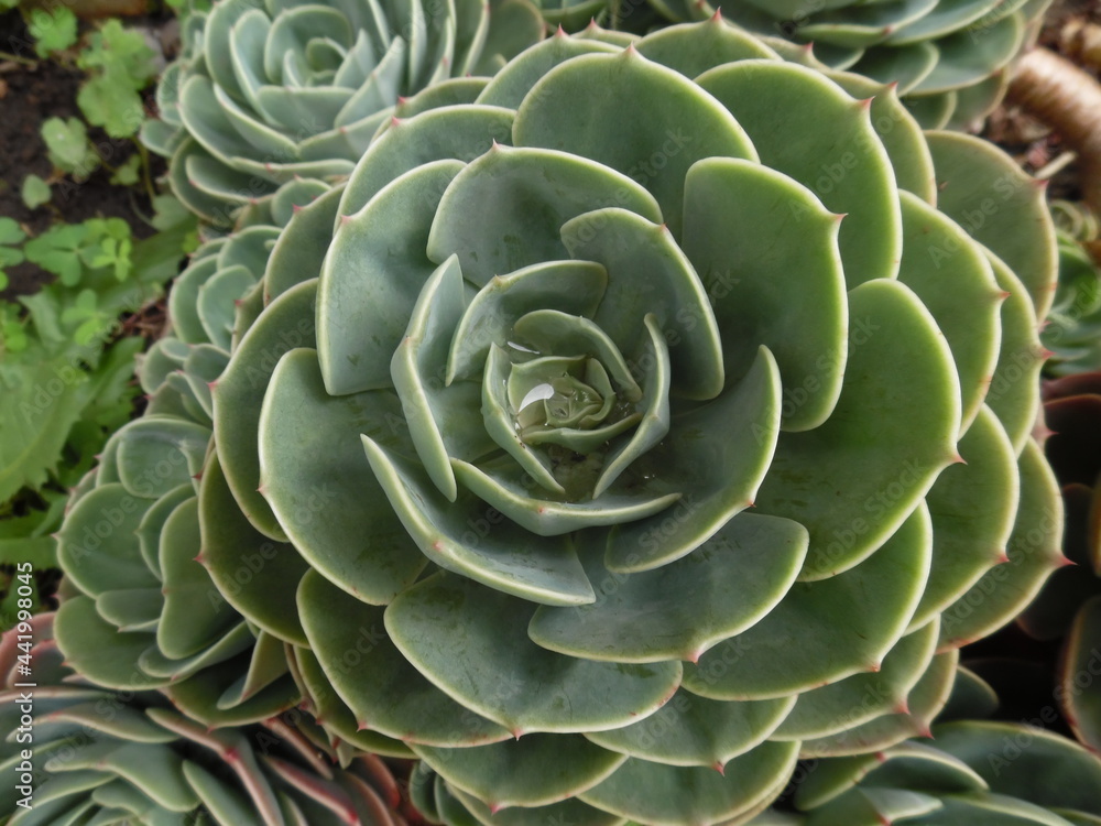 Obraz premium close up of plant