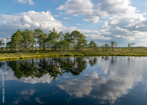 traditional bog landscape with blue swamp lake, gorgeous clouds, mire plants, moss, grass lichens, bog pines