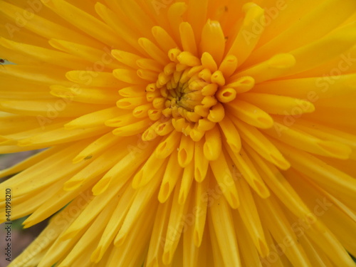 yellow gerber daisy Macro