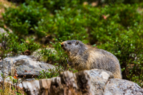 Marmot, groundhod (Marmota marmota) in Cerdagne, Pyrenees, France