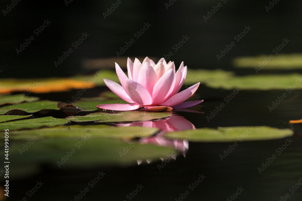 Pink lotus water lily flower and green leaves in pond