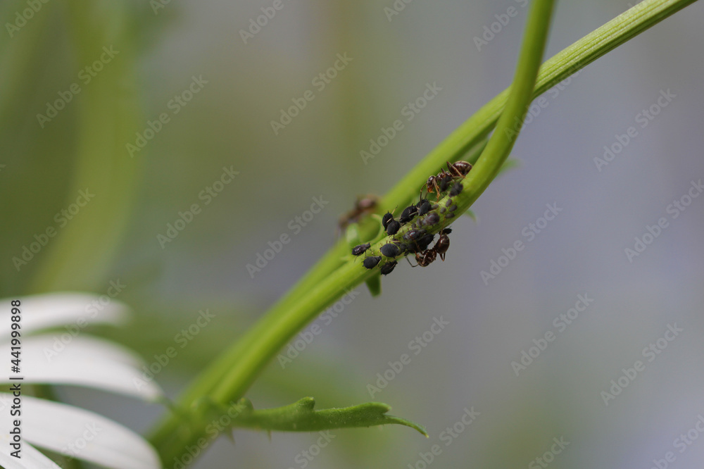 ants milking honey dew from sucking aphids ants milking honey dew from sucking aphids