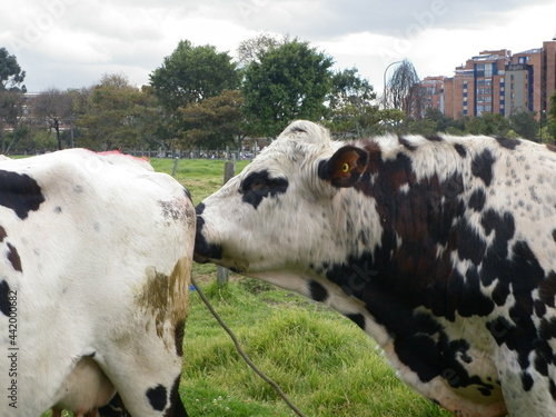 bull on a farm