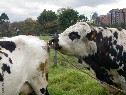 cow on a farm