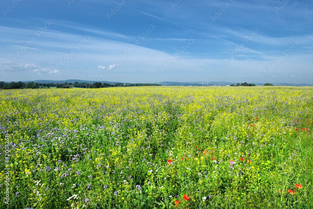 Panorama von Landschaft mit Wiese aus gelben und lila Blüten Acker-Senf und Phacelia - Stockfoto