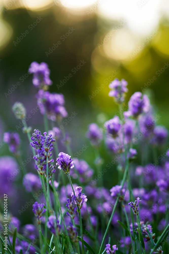 Close-up of a lavender field . Summer sunset Selective focus. Lavender flowers in bloom. Close-up of a lavender field . Summer sunset Selective focus. Lavender flowers in bloom.