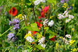 Naturfoto Impression von Wiesenblumen - Stockfoto