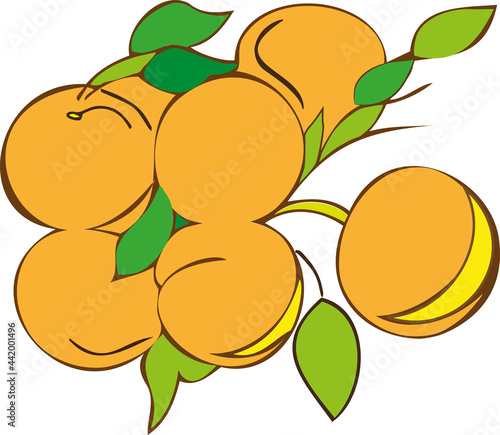 vector illustration of peaches on a branch