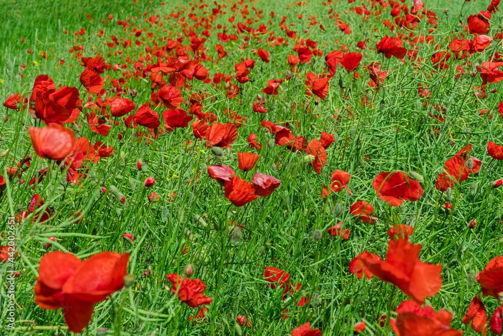 Obraz premium Green field with red poppy flowers and blue sky in summertime. Blooming poppy on the meadow