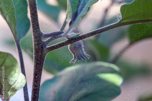 Flower buds of eggplant flowers in early summer , garden planting , home gardening, organic.
