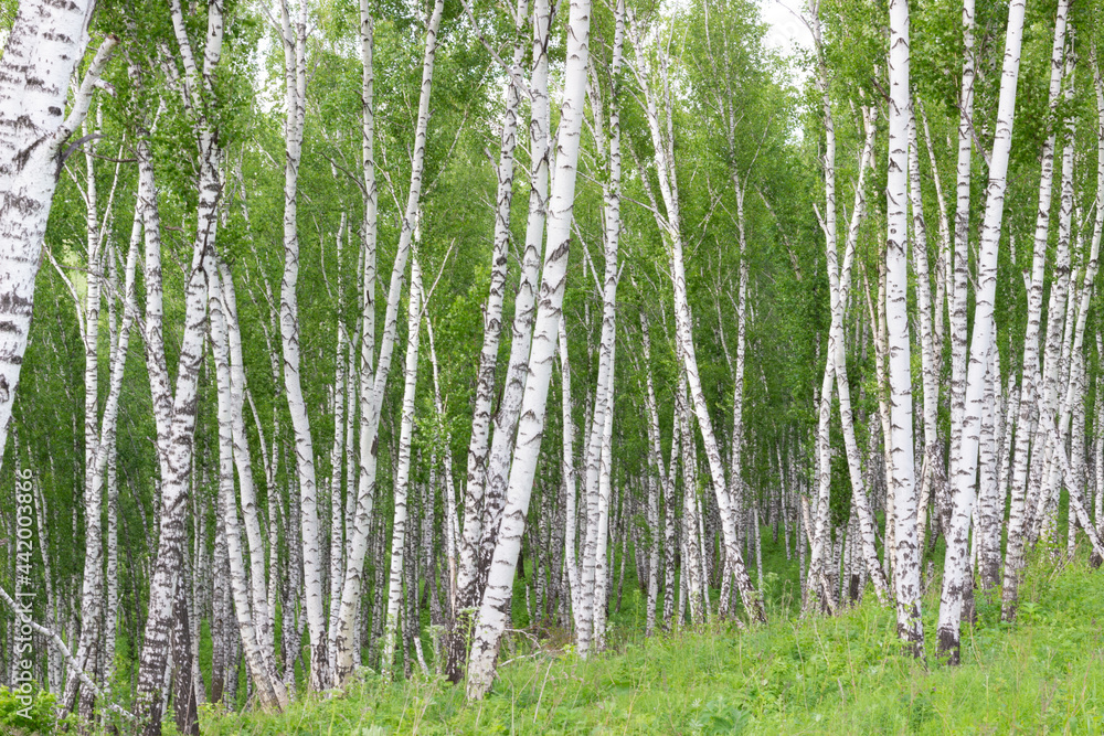 Fototapeta premium Birch trees in a forest in a summer day. Natural background.