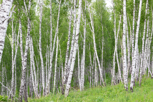 Fototapeta Naklejka Na Ścianę i Meble -  Birch trees in a forest in a summer day. Natural background.