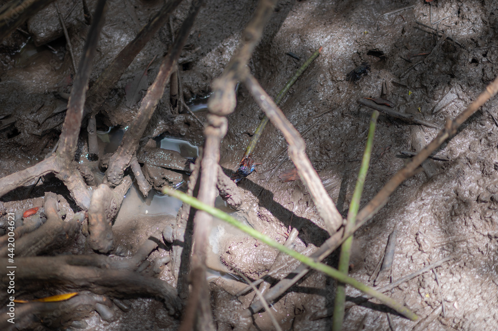 Meder's mangrove crab in the mangrove forest Meder's mangrove crab in the mangrove forest