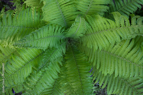 Fern background, green tropical leaves, top view