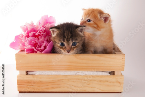Cute little kittens will sit in a box with a pink peony
