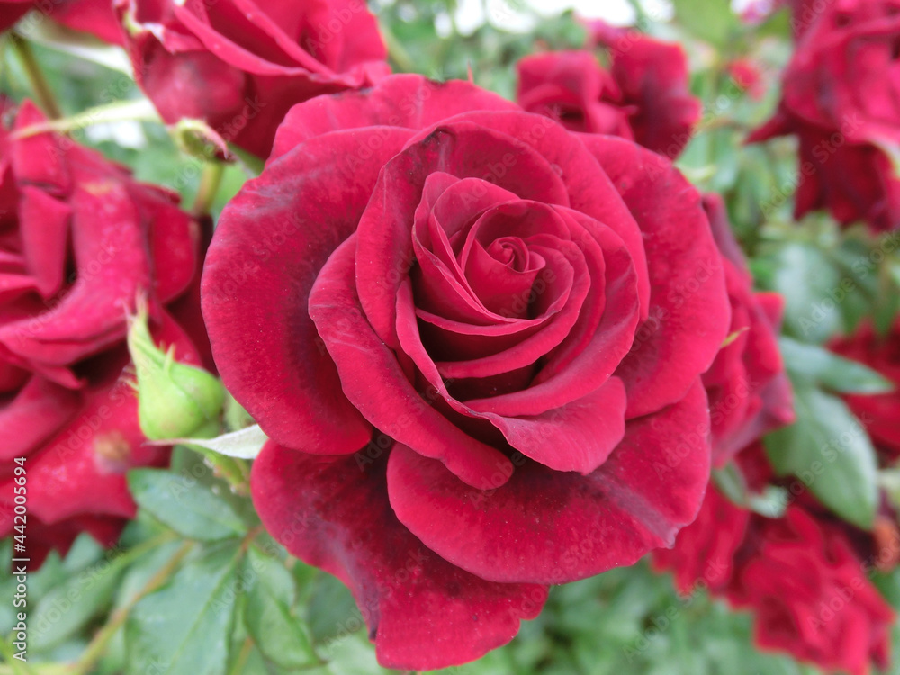 Red rose on a background of green foliage Red rose on a background of green foliage