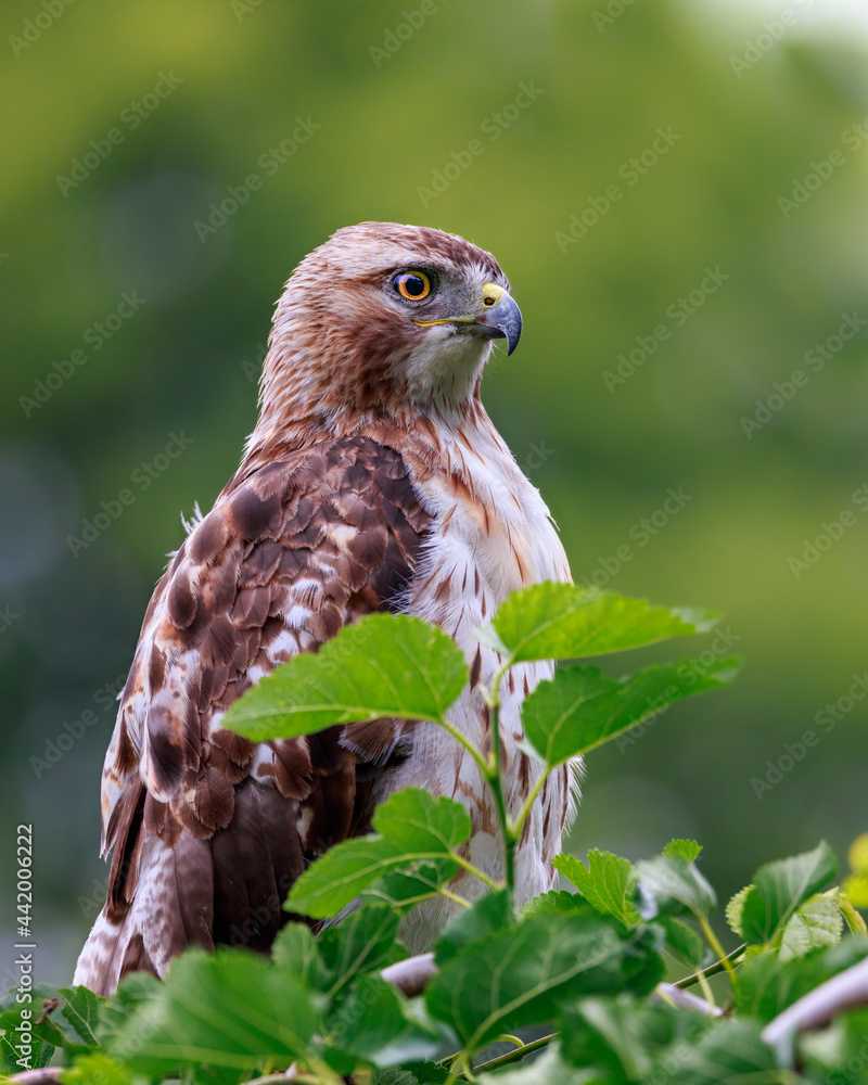 Perched Red tailed hawk Perched Red tailed hawk