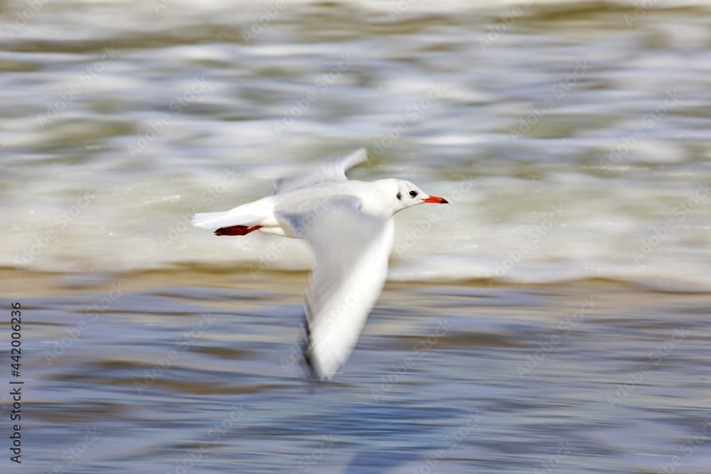 Möwe in Bewegung Möwe in Bewegung