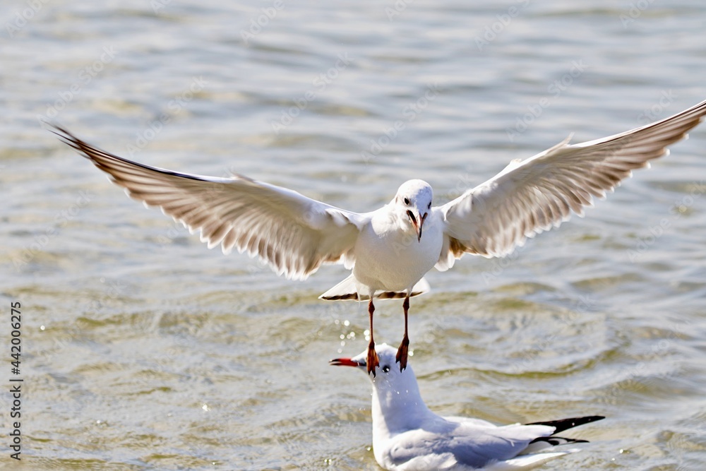 Möwe in Bewegung Möwe in Bewegung