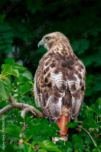 red tailed hawk