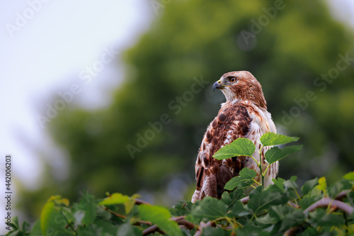 red tailed hawk