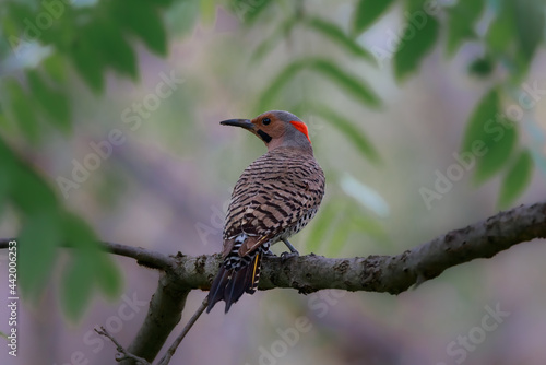 Northern Flicker