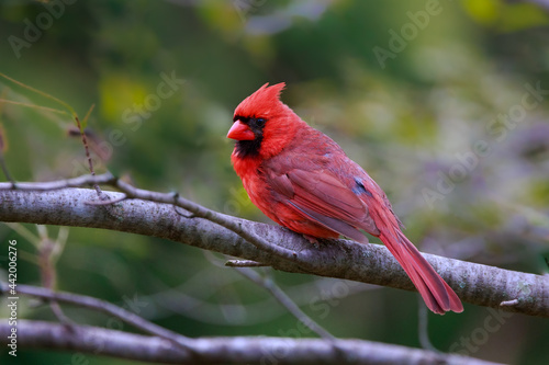 Northern Cardinal perched on a branch
