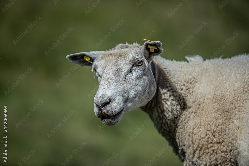 Sheep