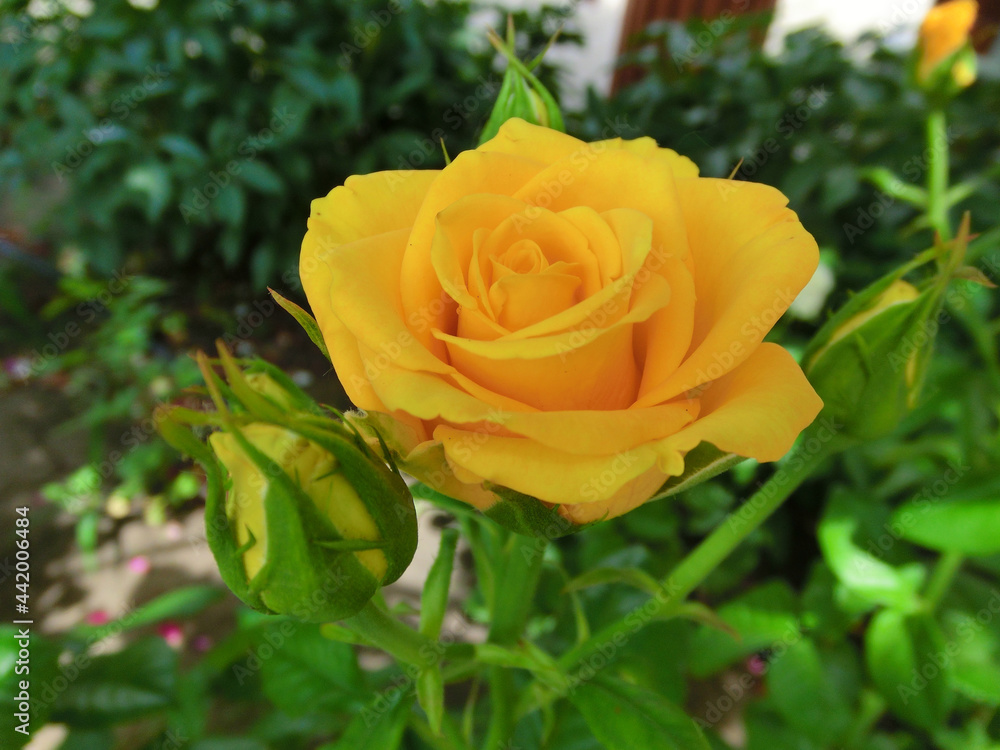 Yellow rose on a background of green foliage Yellow rose on a background of green foliage