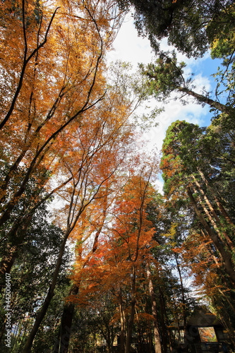 秋の林の風景