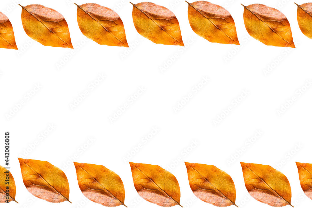 Naklejka premium autumn leaves from a tree on a white background. pattern