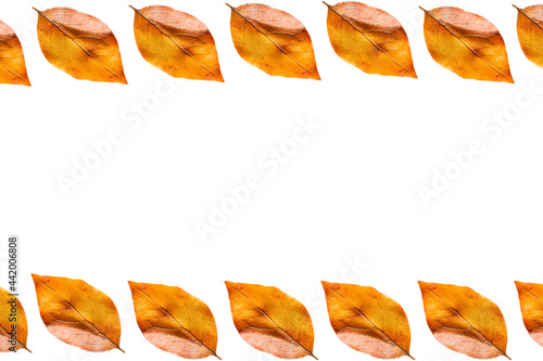 autumn leaves from a tree on a white background. pattern