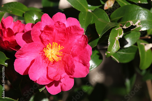 赤い山茶花の花