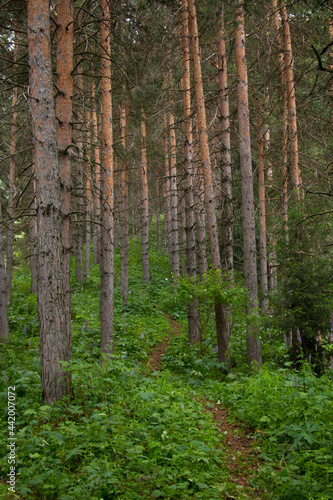 Fototapeta Naklejka Na Ścianę i Meble -  Early summer morning in a pine forest