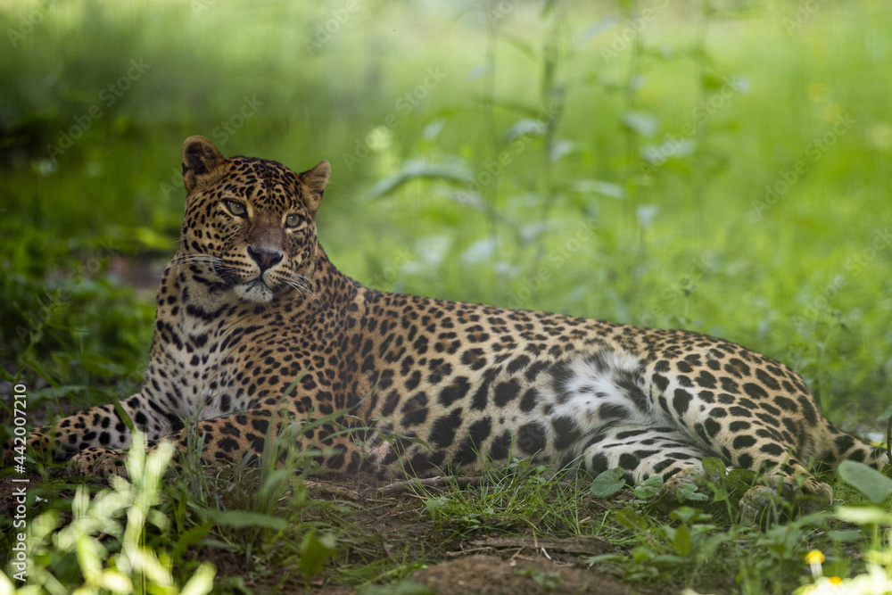 A leopard is resting in the forest A leopard is resting in the forest