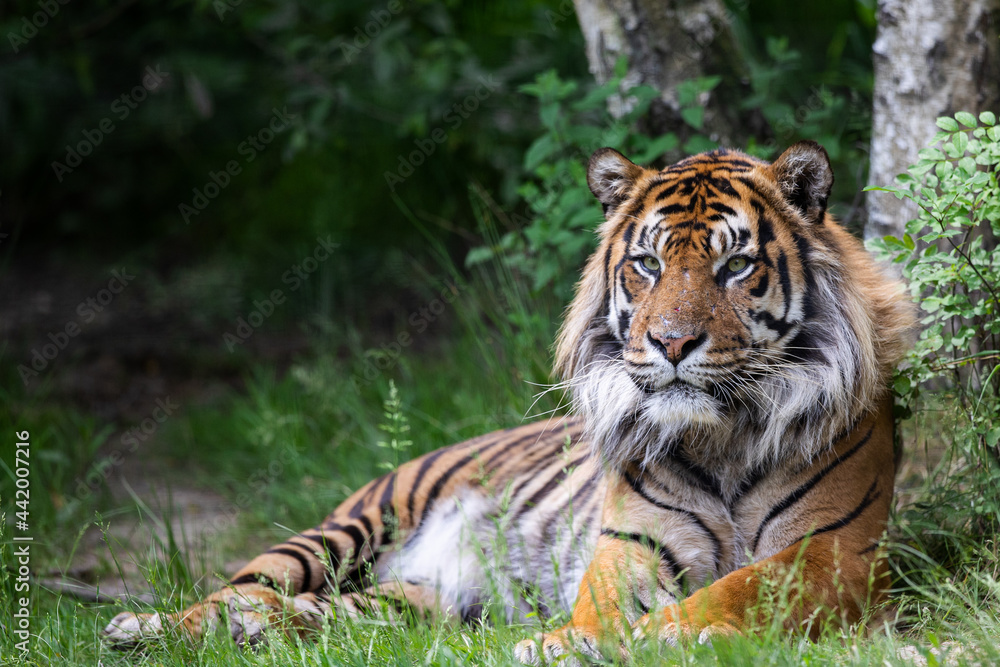 A tiger is resting in the forest