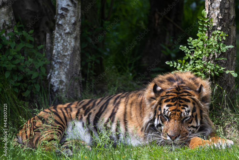 Fototapeta premium A tiger is resting in the forest