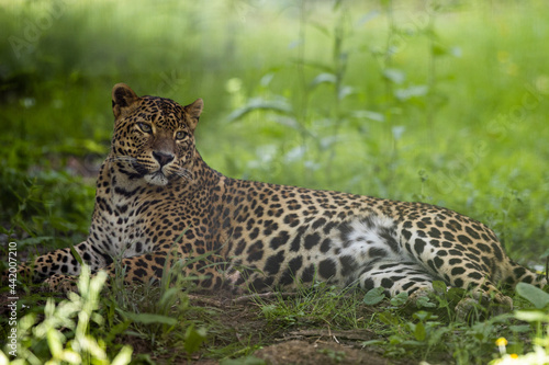 A leopard is resting in the forest