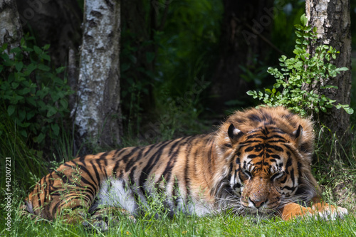 A tiger is resting in the forest