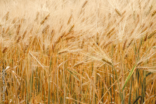 Ripe dry ears of wheat