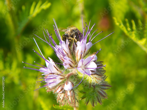 A bee on an inflorescence of a tansy phacelia.
Phacelia tansy is an excellent honey plant.
 photo