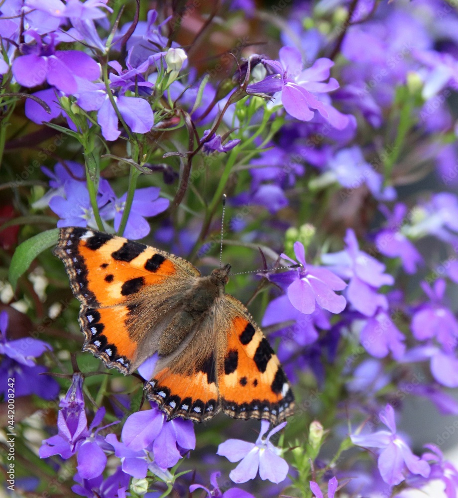 Obraz premium A close-up of a small tortoiseshell butterfly on blue trailing lobelia flowers in the garden. Selective focus.