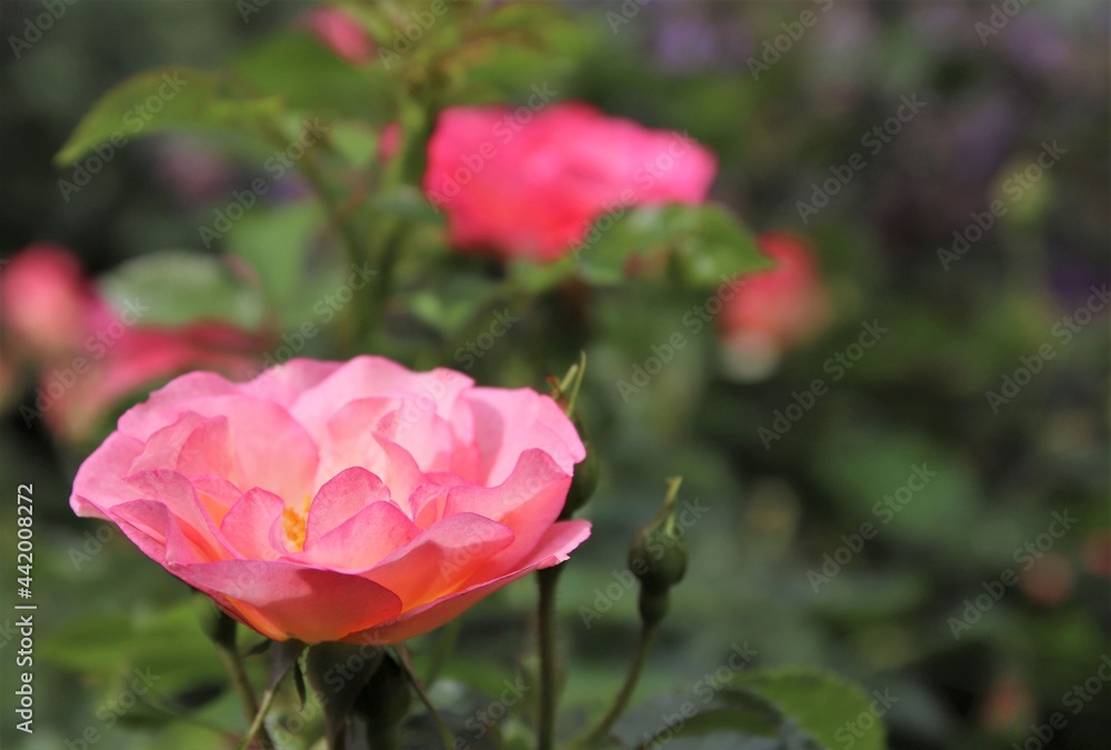 Beautiful, amazing pink rose blooming in the garden. The species of this shrub rose is Easy Elegance, and the color is called Sunrise Sunset. Selective focus.