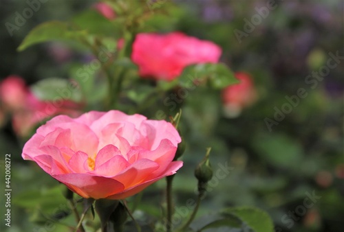 Beautiful  amazing pink rose blooming in the garden. The species of this shrub rose is Easy Elegance  and the color is called Sunrise Sunset. Selective focus.