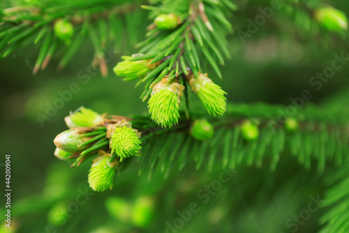 green conifer tips close up. quality photo