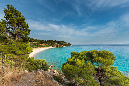 A picturesque landscape featuring a small hidden white sand beach on a shore of the turquoise sea surrounded by pine trees