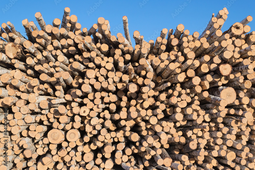 many felled tree trunks, wood warehouse. quality photo