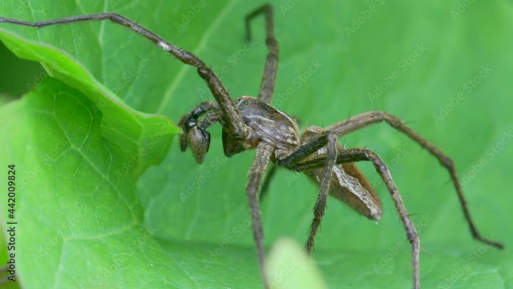 Male of Nursery Web Spider, Pisaura mirabilis Male of Nursery Web Spider, Pisaura mirabilis